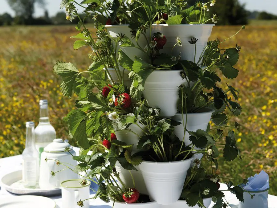 La rivoluzione green per coltivare un orto in casa
