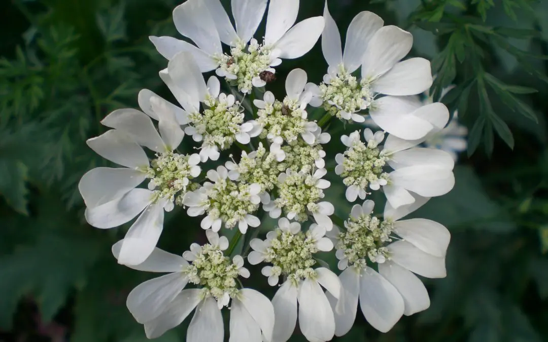 Per la festa della donna regala un fiore di Lappola bianca