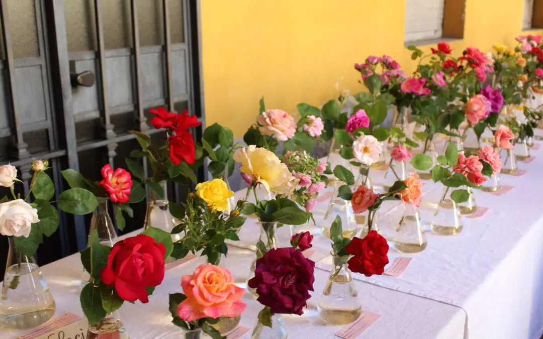 Fascination of plants day, una giornata di botanica in rete