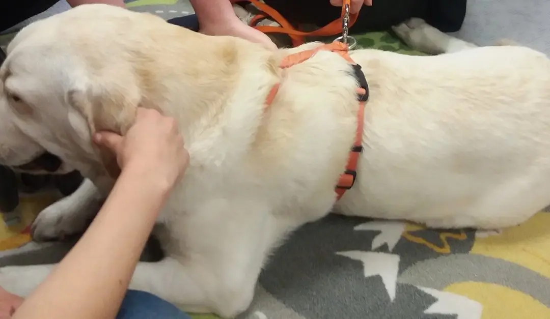 Villaggio Amico, al via i corsi di formazione per esperti di Pet therapy