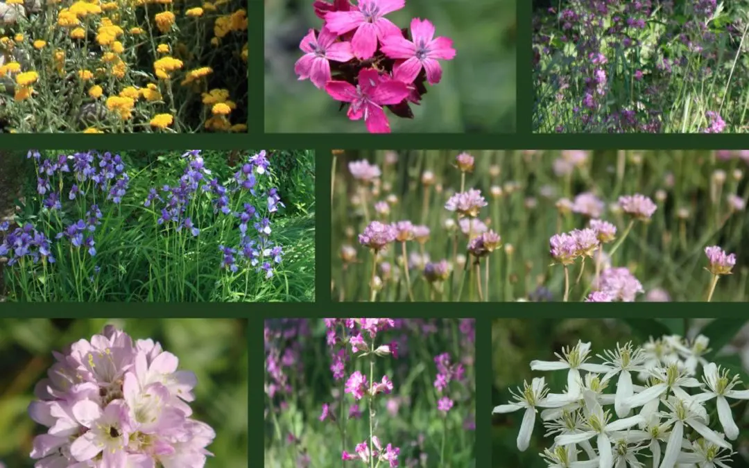 Far fiorire i fiori dall’asfalto. Piante spontanee e donne emarginate insieme per la Ticino Ecomarathon