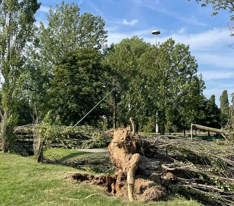 L’Associazione EBS scrive alle istituzioni per mettere a disposizione i suoi impianti e gestire i residui forestali derivanti da condizioni climatiche avverse