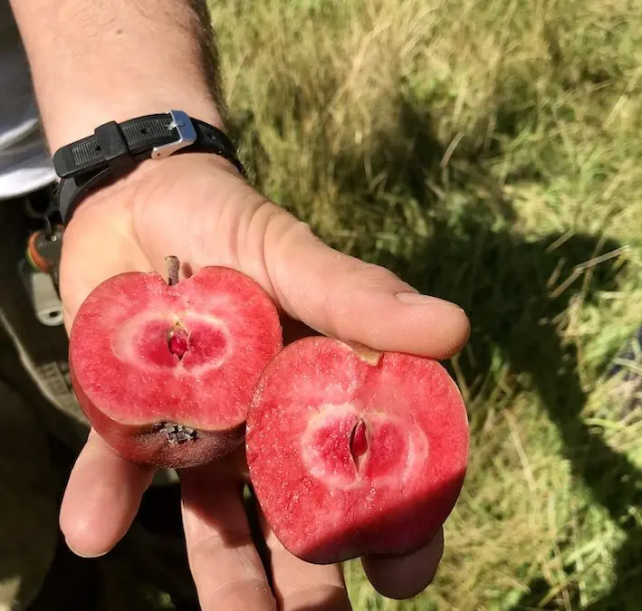 Contrastare l’abbandono del territorio e favorire l’inserimento lavorativo:  Il progetto S.A.V.E. sperimenta la produzione di sidro e birra al lampone con prodotti a Km0