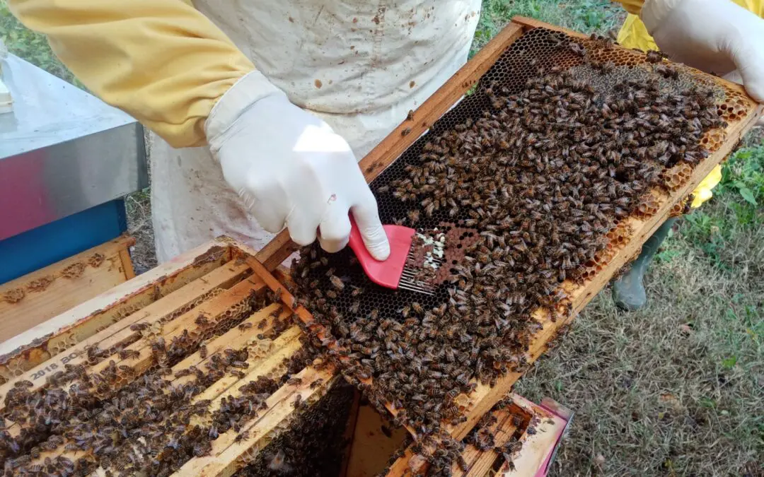 Una mattinata da apicoltori per gli studenti di Scandiano (RE) grazie al progetto Lavander Bees della Cooperativa Lo Stradello