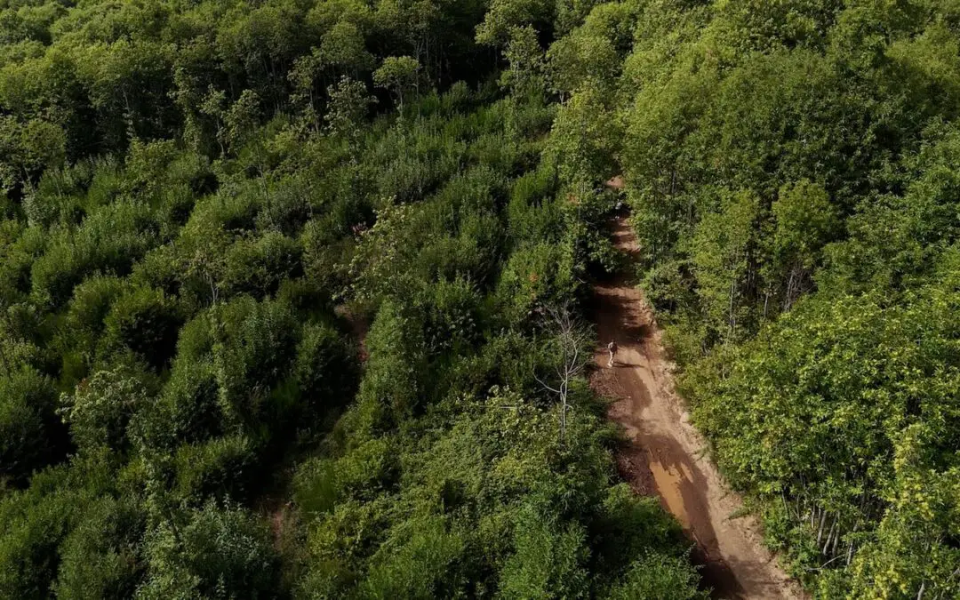 Il castagno entra nella rete #RigeneraBoschi di Sorgenia: al via il monitoraggio del bosco del Cimino