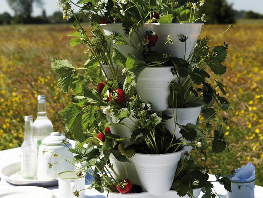 La rivoluzione green per coltivare un orto in casa
