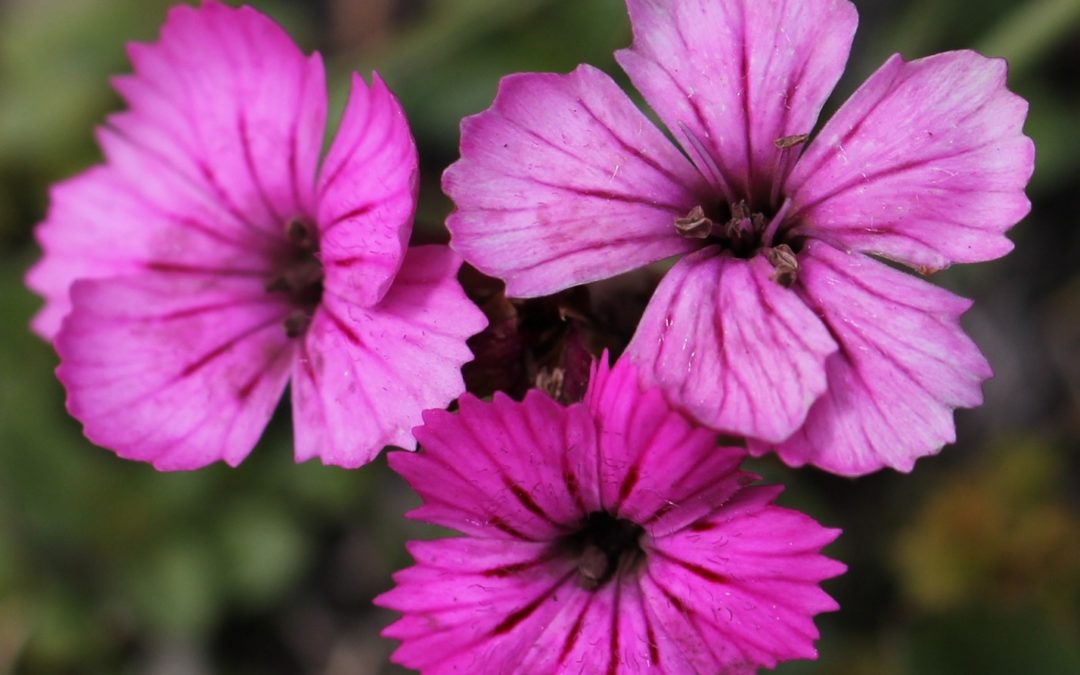 I fiori del mio giardino, un workshop a Milano sull’uso delle piante spontanee