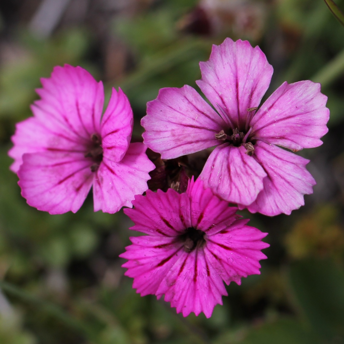 I fiori del mio giardino, un workshop a Milano sull’uso delle piante spontanee