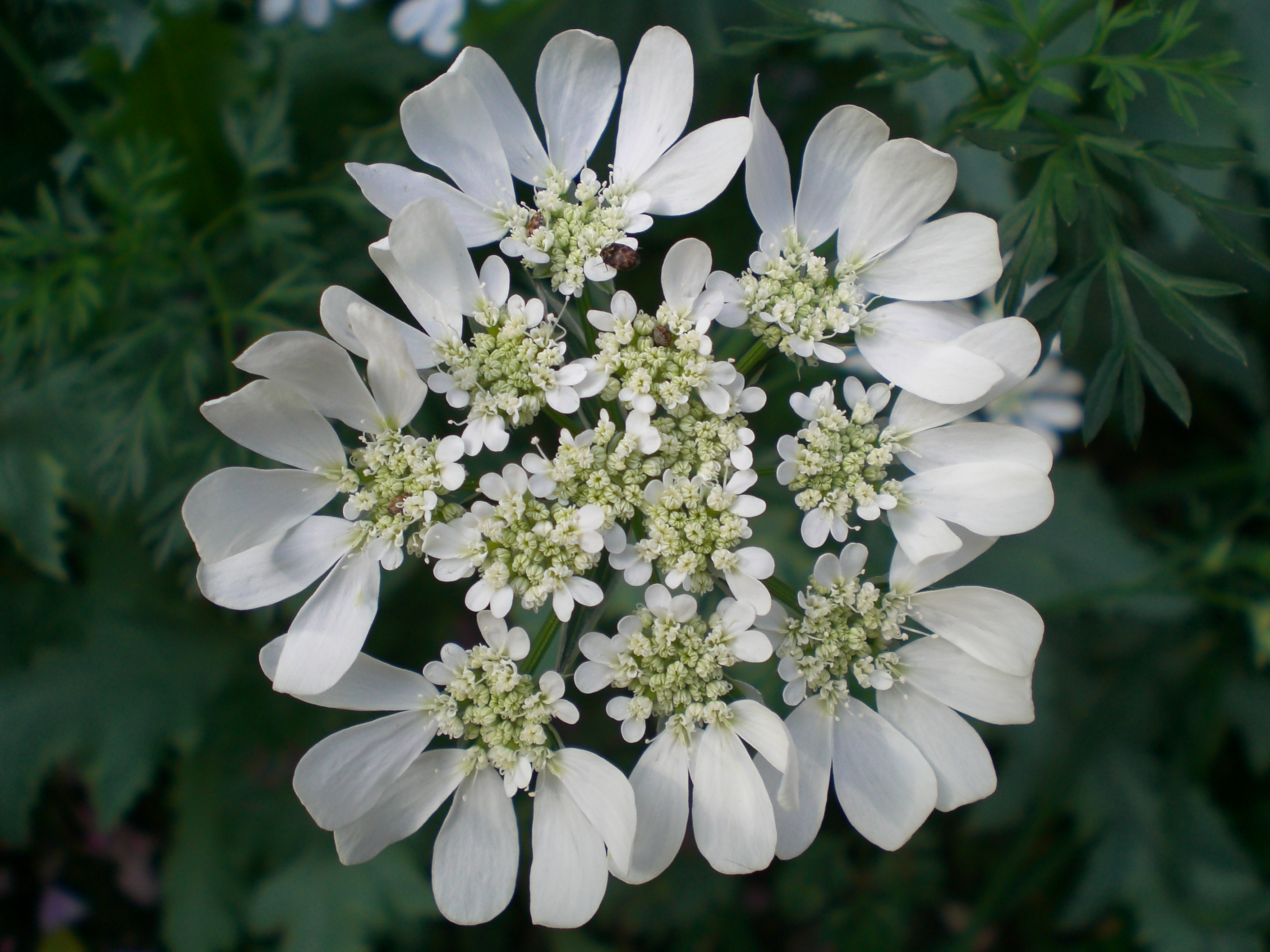 Per la festa della donna regala un fiore di Lappola bianca