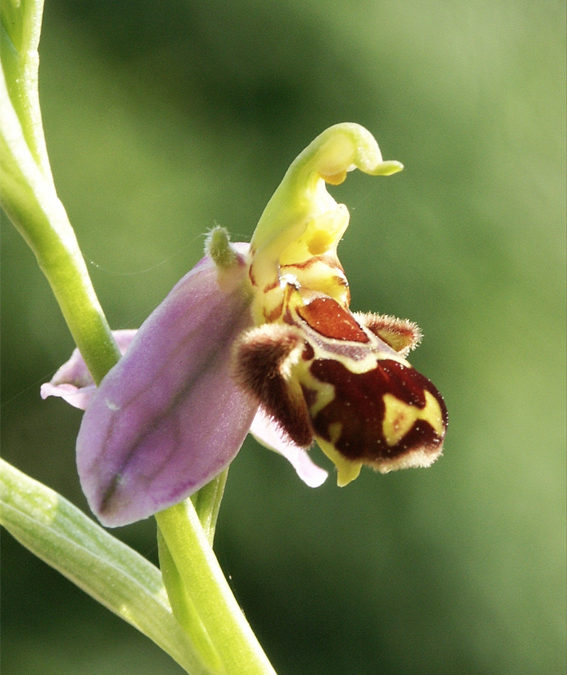 I fiori, le piante e il mondo animale. In mostra nell’Orto botanico di Bergamo i sottili giochi di prestigio della natura
