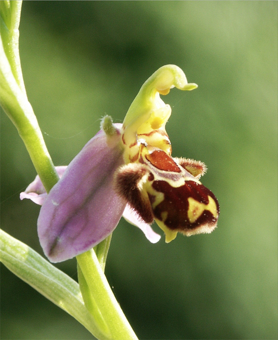 I fiori, le piante e il mondo animale. In mostra nell’Orto botanico di Bergamo i sottili giochi di prestigio della natura