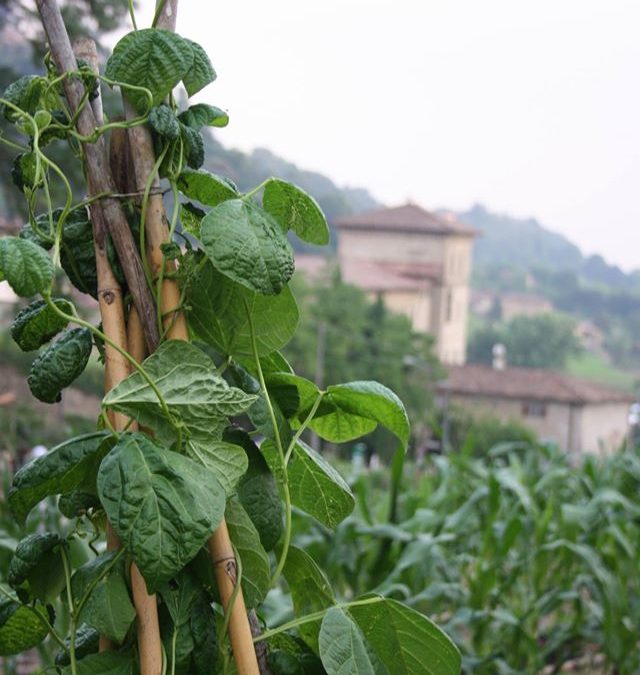 I legumi protagonisti del Solstizio d’estate celebrato dalla Rete degli Orti botanici della Lombardia