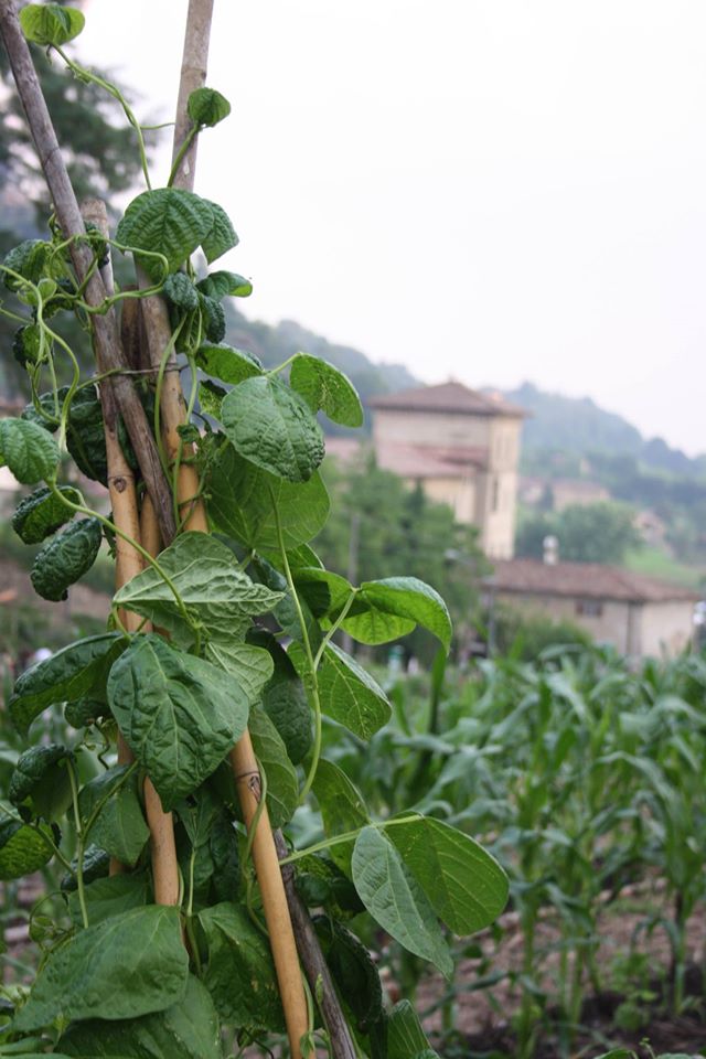 I legumi protagonisti del Solstizio d’estate celebrato dalla Rete degli Orti botanici della Lombardia