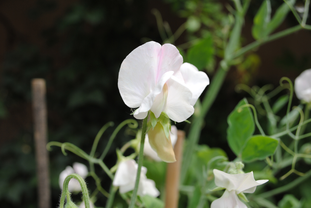 XII edizione del solstizio d’estate a cura della Rete degli Orti botanici