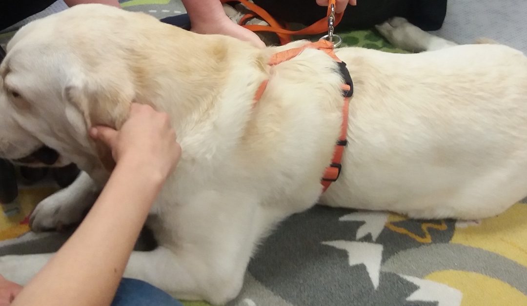 Terapeuti a quattro zampe a Villaggio Amico: al via nuove attività di pet therapy