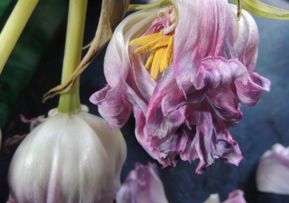 I fiori, le piante e il mondo animale. In mostra a Bormio i sottili giochi di prestigio della natura