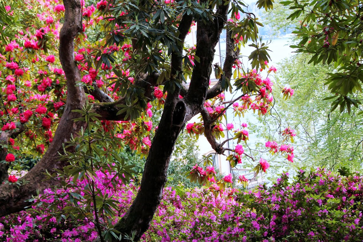 I sette tesori botanici della Lombardia, un mondo da scoprire