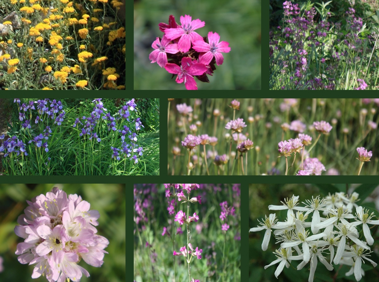 Far fiorire i fiori dall’asfalto. Piante spontanee e donne emarginate insieme per la Ticino Ecomarathon