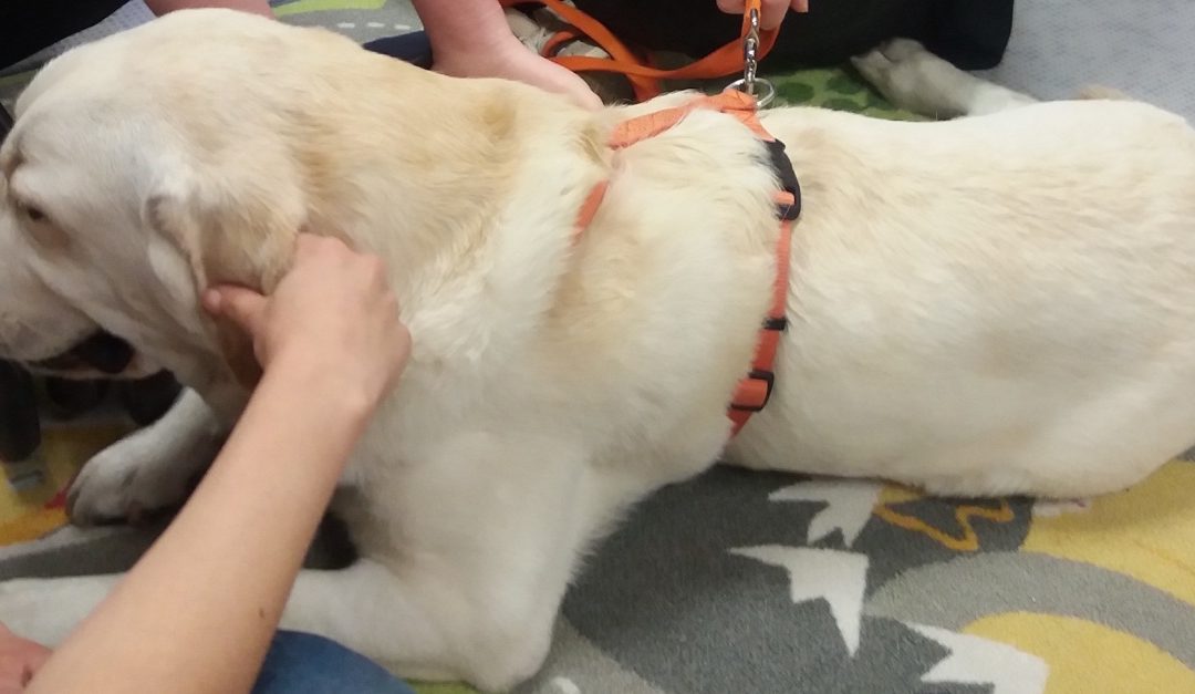 Villaggio Amico: al via il tirocinio per esperti di pet therapy