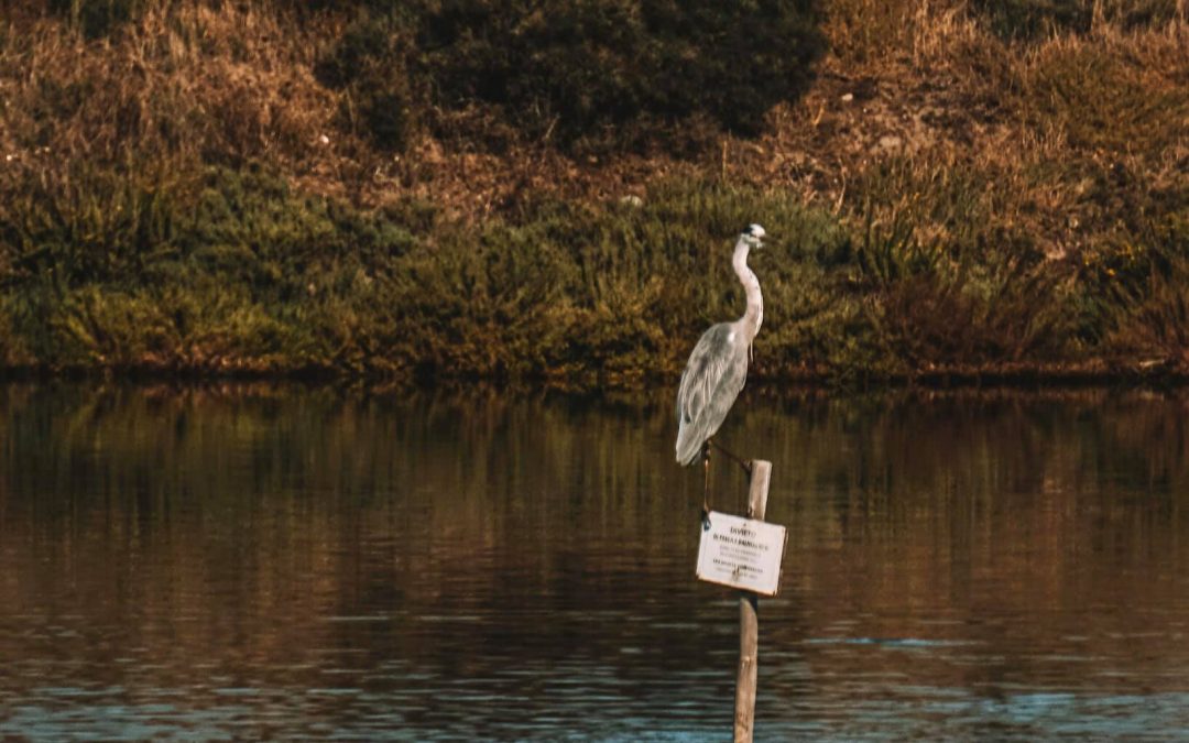 Isolotti artificiali realizzati con i gusci delle cozze. Il nuovo progetto di Nieddittas e MEDSEA per la nidificazione di specie protette