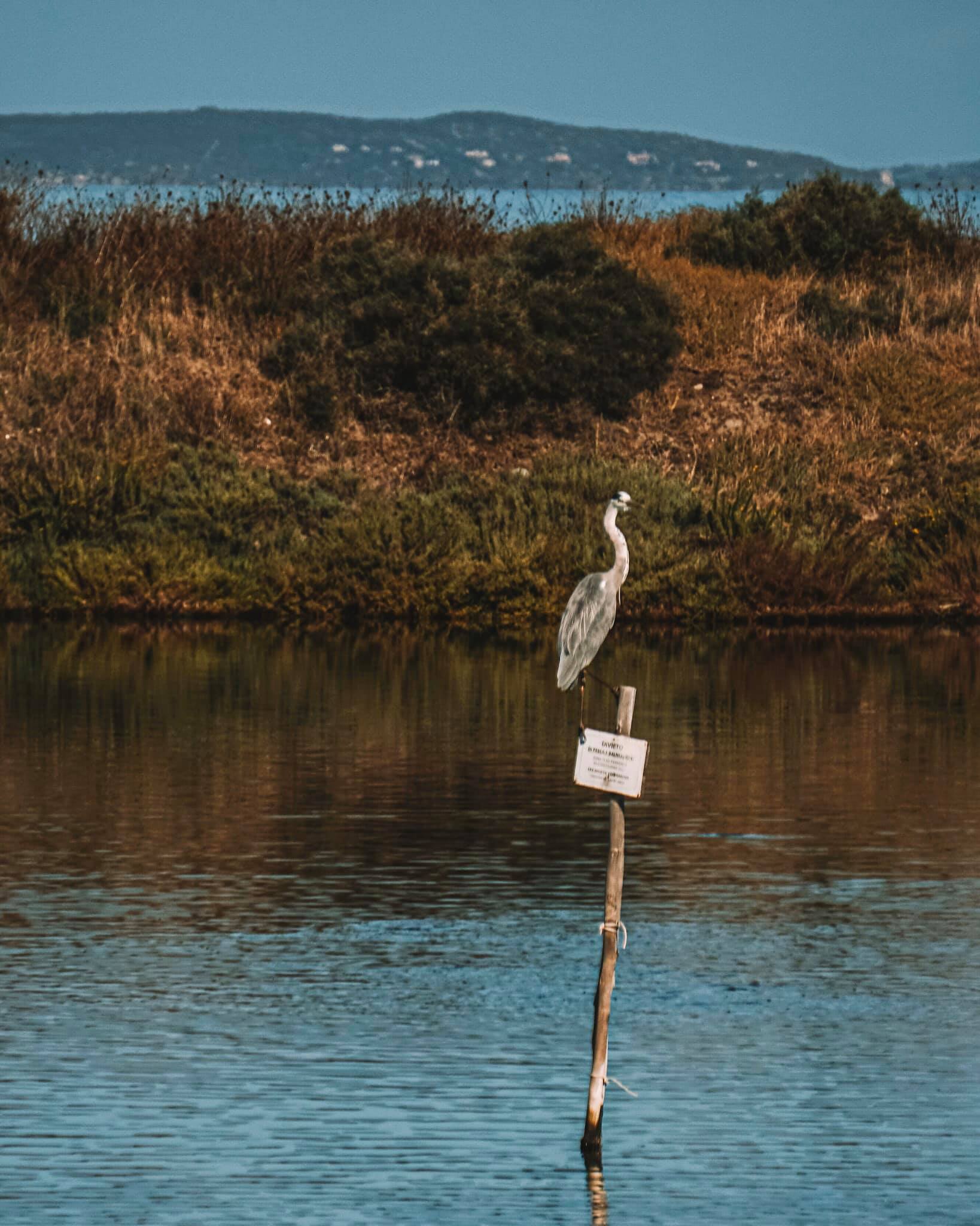 Isolotti artificiali realizzati con i gusci delle cozze. Il nuovo progetto di Nieddittas e MEDSEA per la nidificazione di specie protette