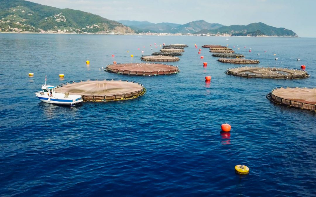 AQUA testimonial della qualità ambientale del mare di Lavagna