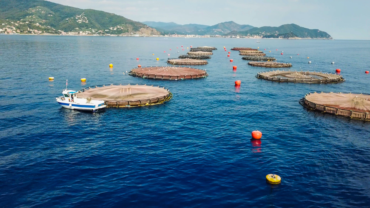 AQUA testimonial della qualità ambientale del mare di Lavagna