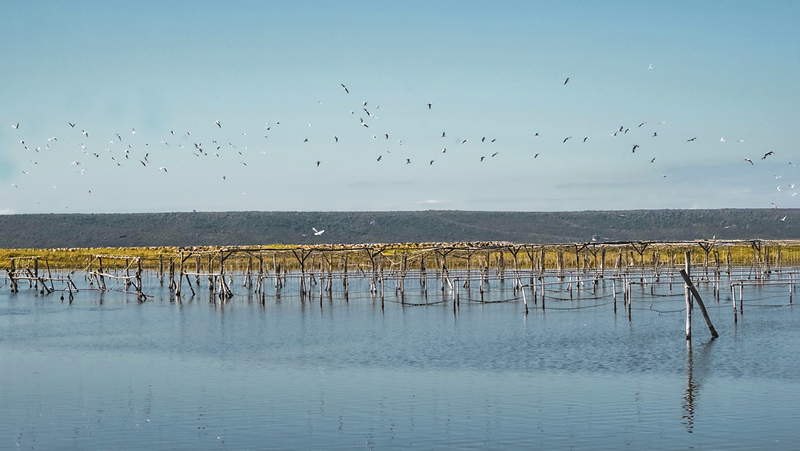 Nieddittas celebra il World Wetlands Day con una passeggiata avifaunistica