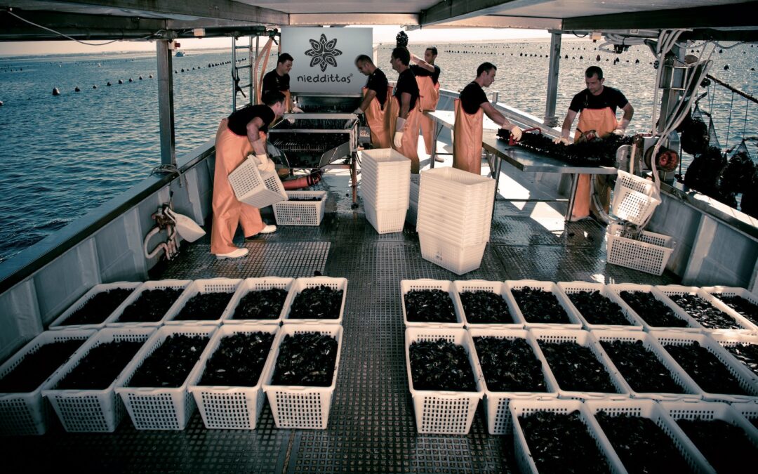 Cozze alleate dell’ambiente, i gusci assorbono Co2