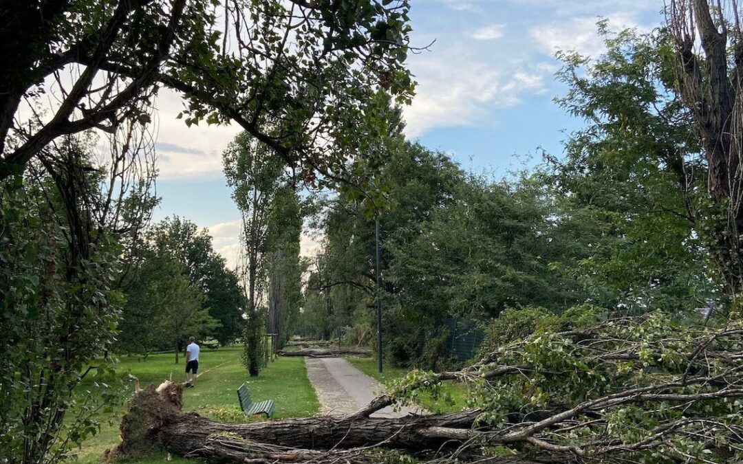 L’Associazione EBS scrive alle istituzioni per mettere a disposizione i suoi impianti e gestire i residui forestali derivanti da condizioni climatiche avverse