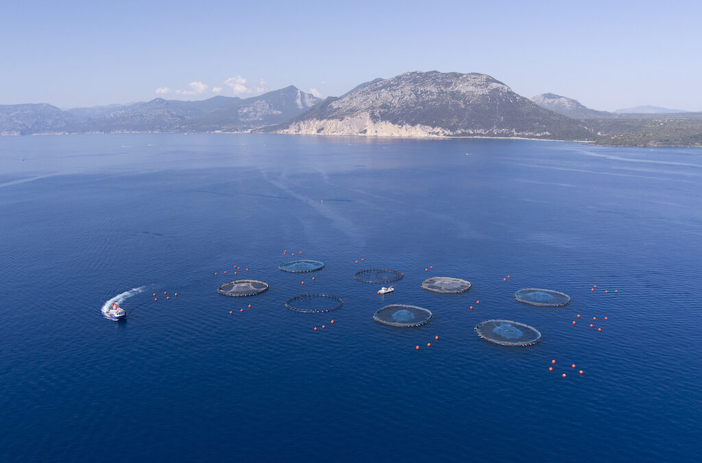 Le orate e i branzini di Aqua De Mâ allevate nel Golfo di Orosei