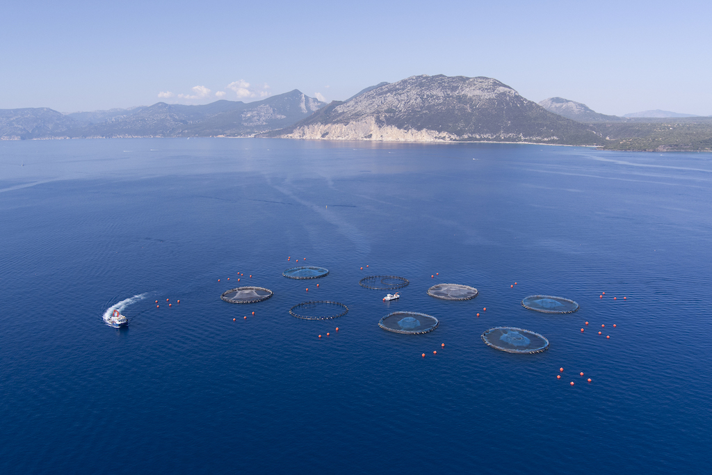 Le orate e i branzini di Aqua De Mâ allevate nel Golfo di Orosei