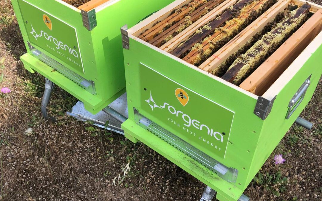 Sorgenia: la sostenibilità passa anche attraverso le api. L’azienda ospita dieci arnie nelle proprie centrali