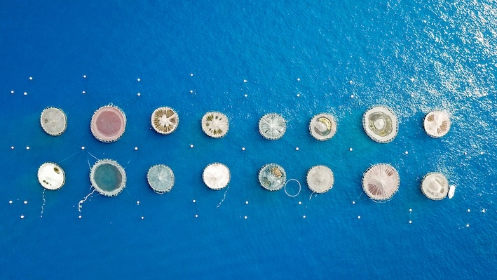 UniGenova: studio biennale conferma l’elevata compatibilità ambientale dell’impianto Aqua de Mâ, una eccellenza per la salute dei pesci e dell’ambiente